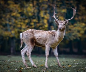 Trees on the grass side of the deer Stock Photo