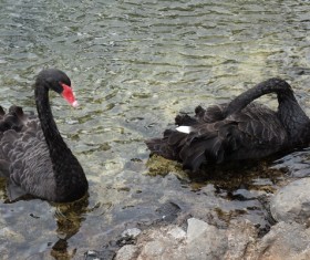 Two black swans Stock Photo