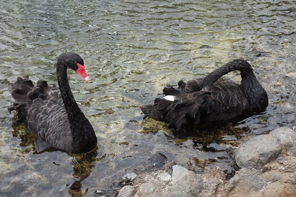 Two black swans Stock Photo