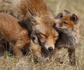 Two fox cubs and mother fox play Stock Photo