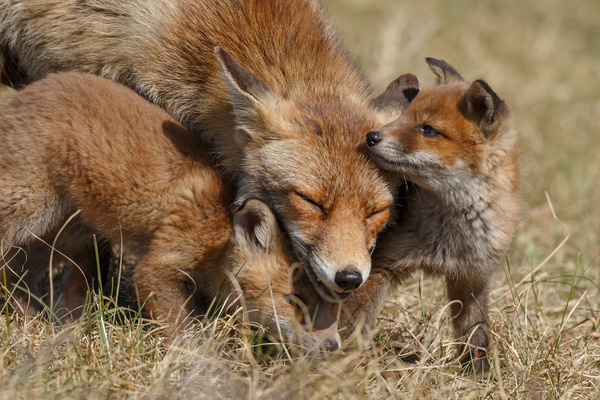Two fox cubs and mother fox play Stock Photo
