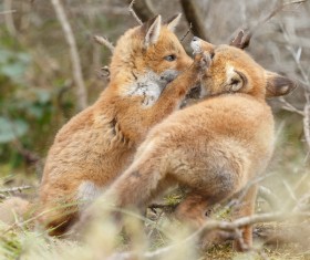 Two little fox playing Stock Photo 01