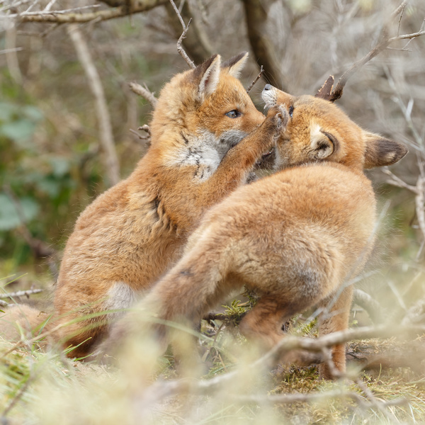 Two little fox playing Stock Photo 01