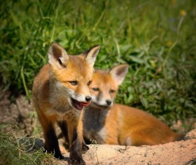 Two little fox playing Stock Photo 02