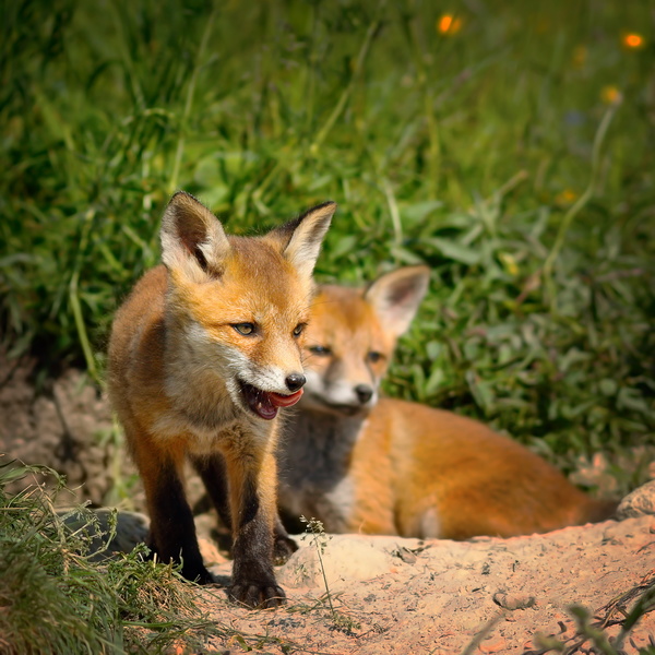 Two little fox playing Stock Photo 02