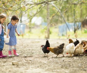 Two little girls feed chicks Stock Photo