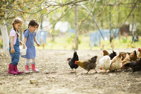 Two little girls feed chicks Stock Photo
