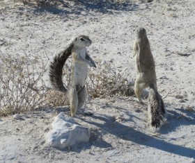 Two squirrels in Gobi Stock Photo