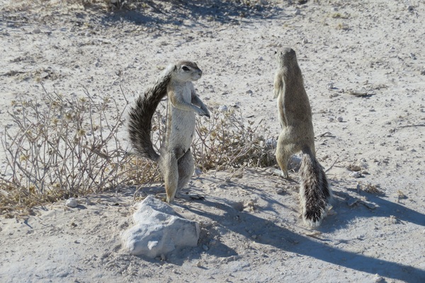 Two squirrels in Gobi Stock Photo