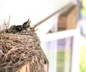 Under the eaves of the nest Stock Photo