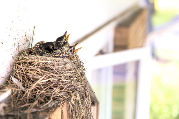 Under the eaves of the nest Stock Photo