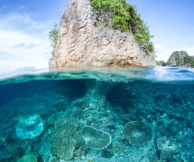 Beautiful Underwater World Coral Reef Stock Photo free download