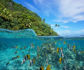 Underwater world of tropical islands Stock Photo 04