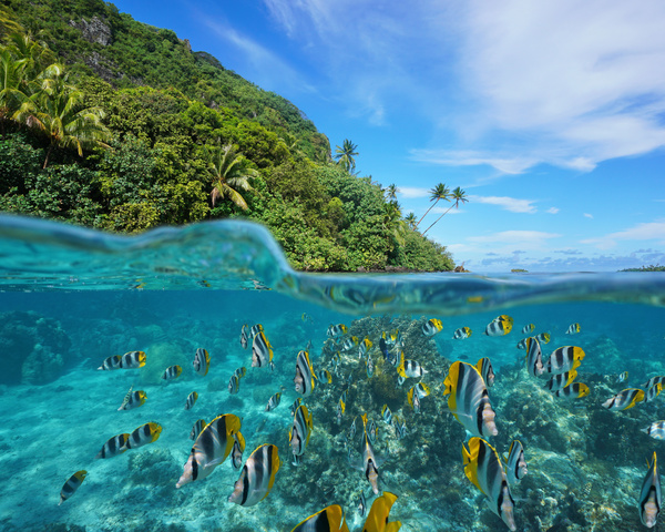 Underwater world of tropical islands Stock Photo 04