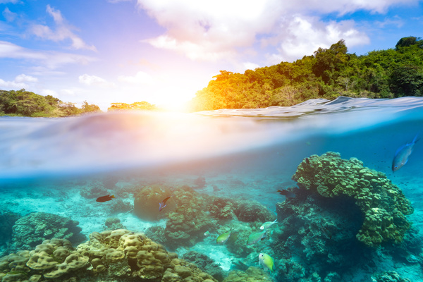 Underwater world of tropical islands Stock Photo 05