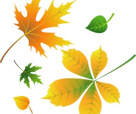 Various autumn leaves illustration vector set 01