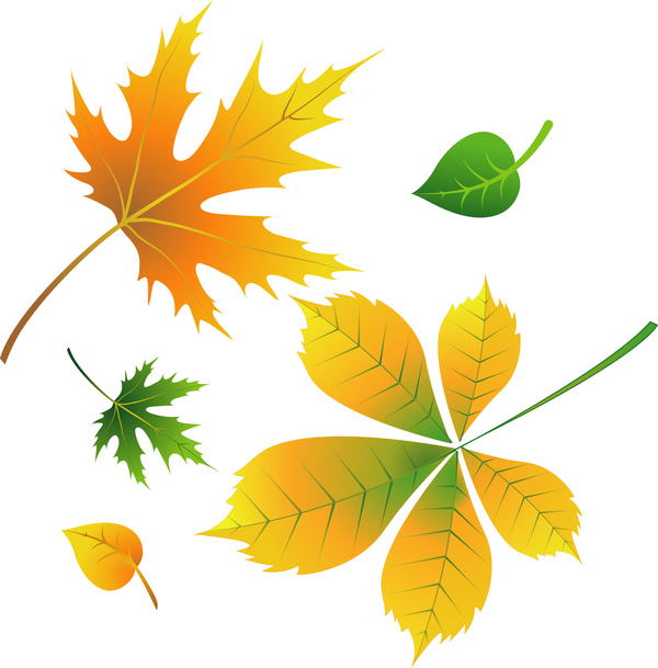 Various autumn leaves illustration vector set 01