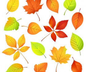 Various autumn leaves illustration vector set 02