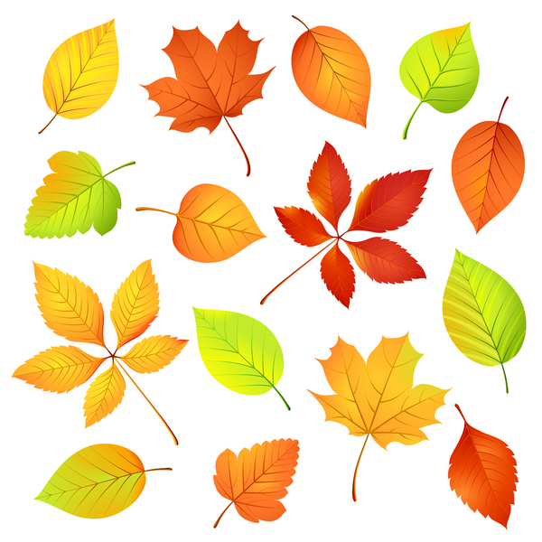 Various autumn leaves illustration vector set 02