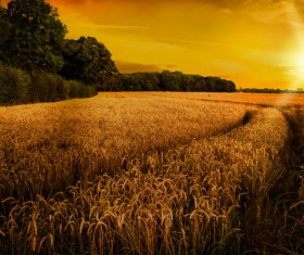 Waiting for the harvest of wheat fields Stock Photo