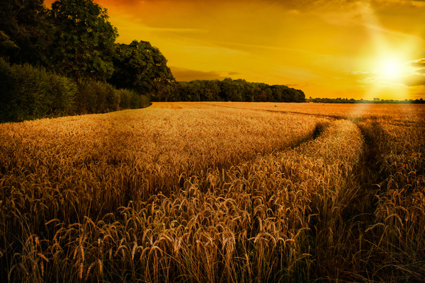 Waiting for the harvest of wheat fields Stock Photo