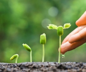 Watering seedlings Stock Photo