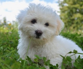 White pet dog Stock Photo