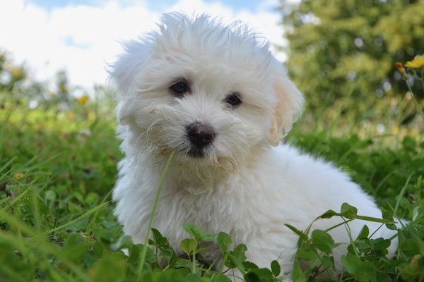 White pet dog Stock Photo
