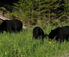 Wild black bear Stock Photo