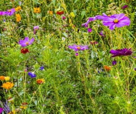 Wild wildflowers on the mountain Stock Photo