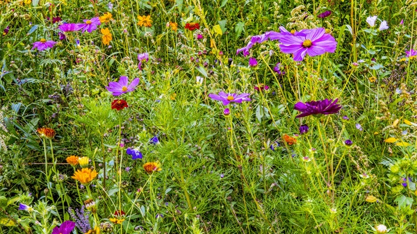 Wild wildflowers on the mountain Stock Photo