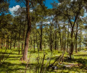 Woods landscape Stock Photo