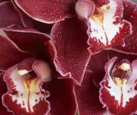 beautiful flower Stock Photo 01