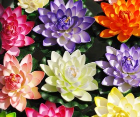 beautiful flower Stock Photo 02