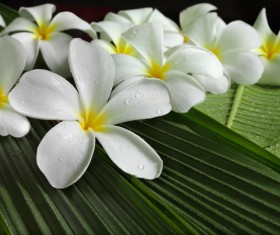 beautiful flower Stock Photo 03