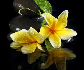 beautiful flower Stock Photo 04