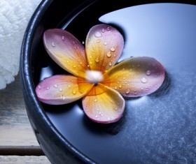 beautiful flower Stock Photo 05