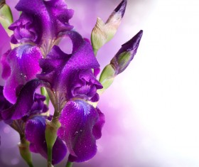 beautiful flower Stock Photo 06