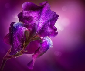 beautiful flower Stock Photo 07