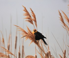 cute small bird perching wild grass Stock Photo