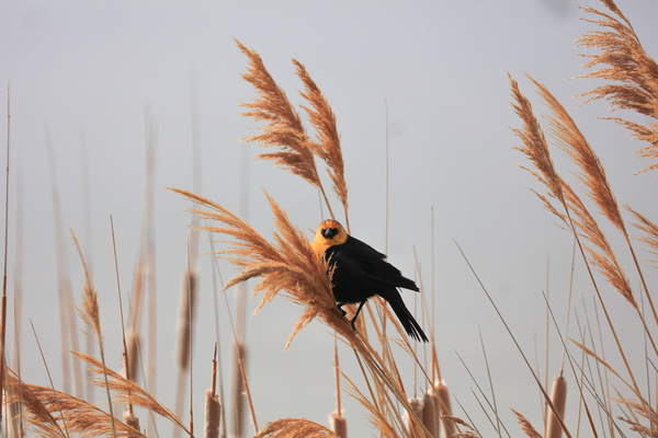 cute small bird perching wild grass Stock Photo