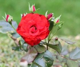 delicate and charming red rose Stock Photo