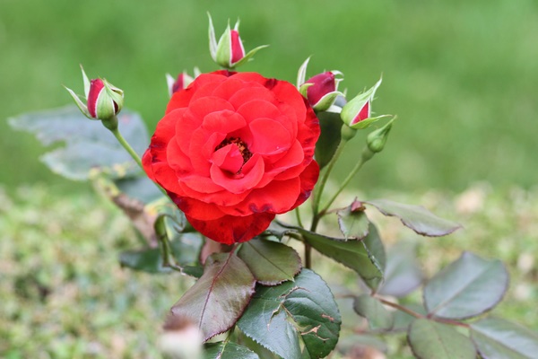 delicate and charming red rose Stock Photo