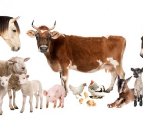 All kinds of farm animals Stock Photo 01