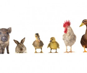 All kinds of farm animals Stock Photo 02