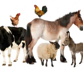 All kinds of farm animals Stock Photo 03