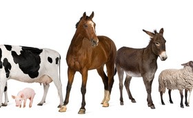 All kinds of farm animals Stock Photo 04