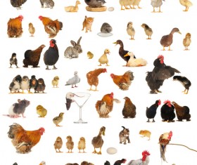 All kinds of farm animals Stock Photo 05