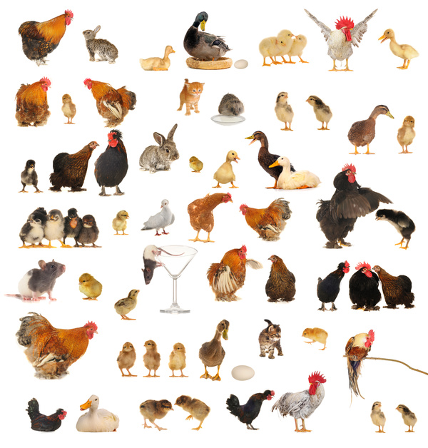 All kinds of farm animals Stock Photo 05 free download