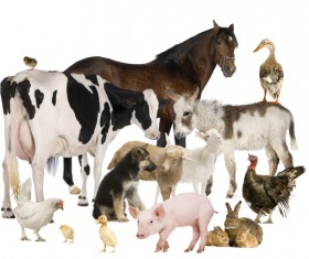 All kinds of farm animals Stock Photo 06